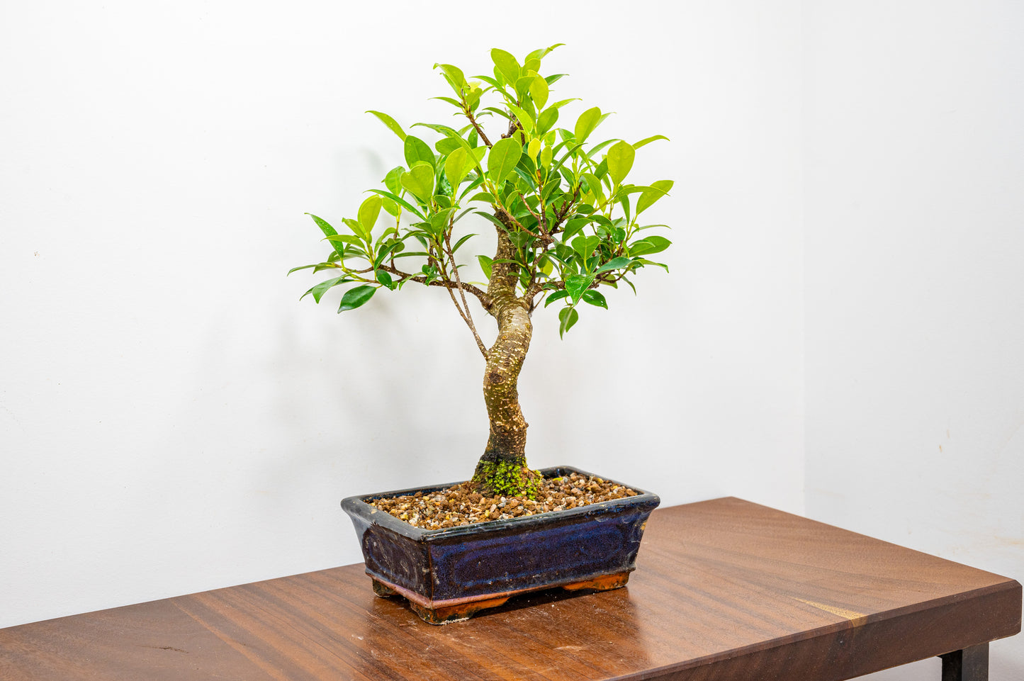 Banyan Fig Bonsai  S Trunk - 20cm Blue Ceramic Pot