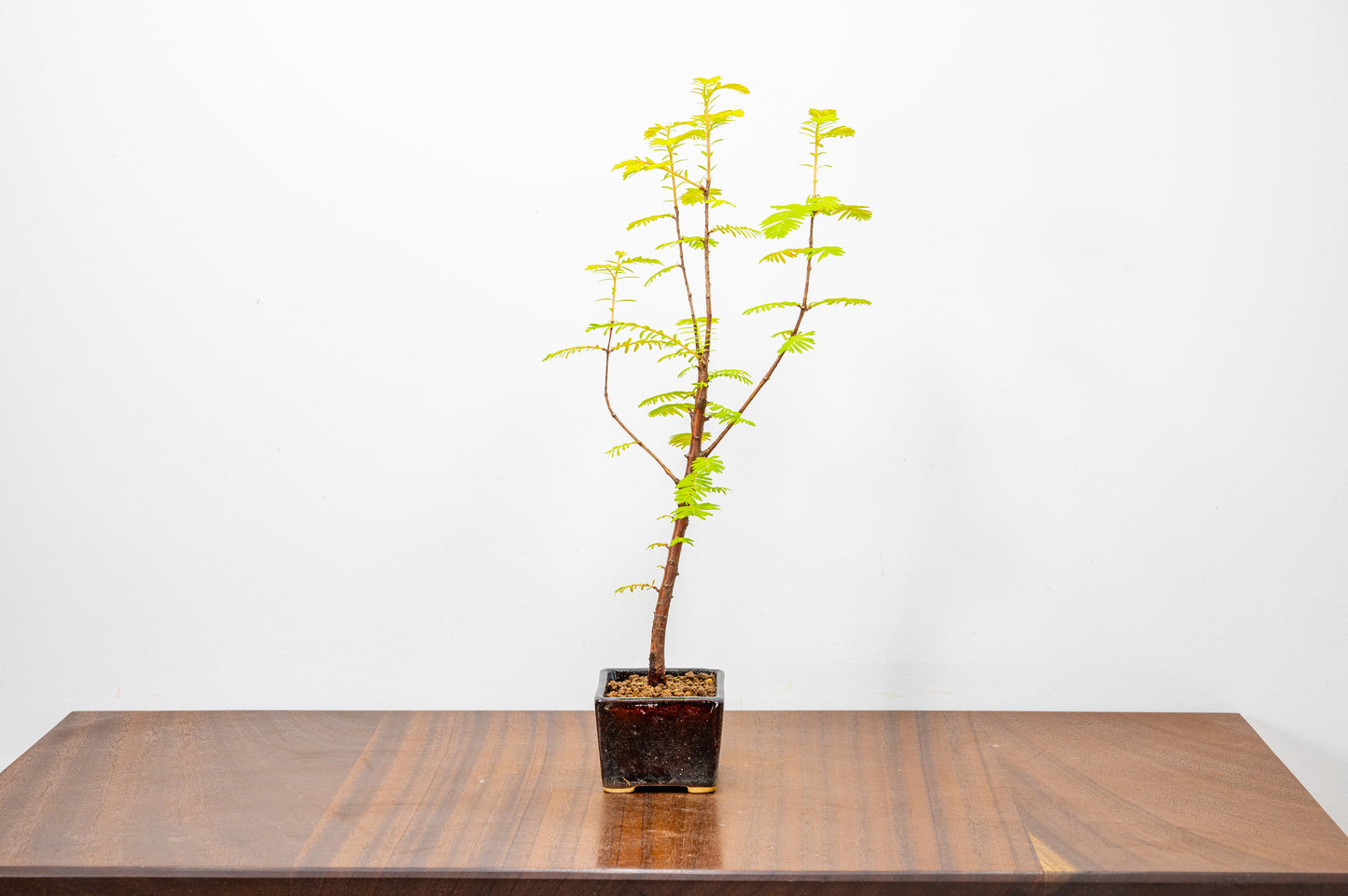 Dawn Redwood Bonsai Starter Tree