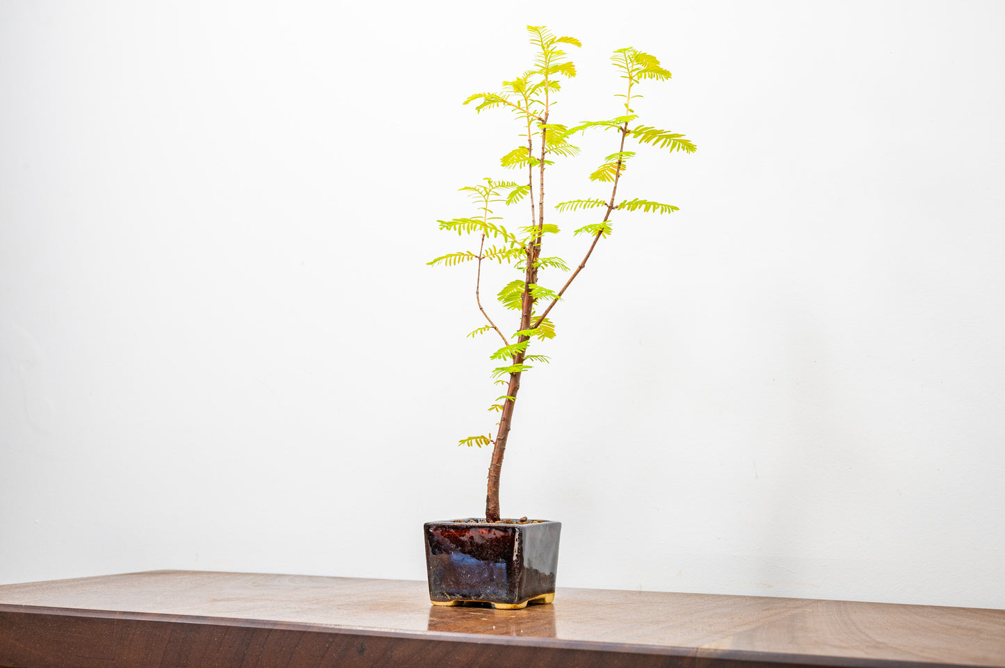 Dawn Redwood Bonsai Starter Tree