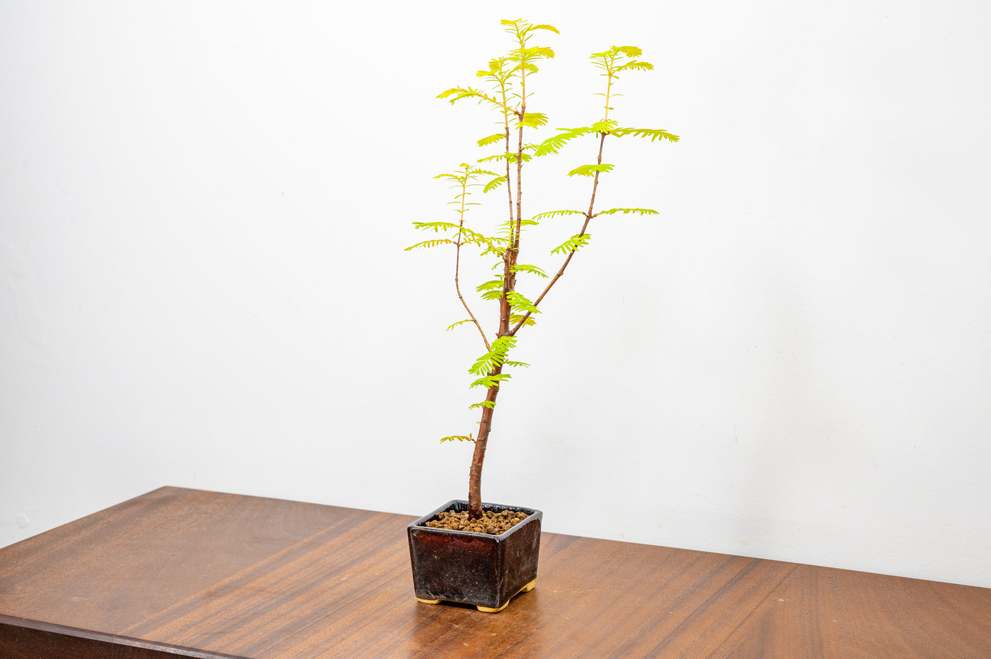 Dawn Redwood Bonsai Starter Tree