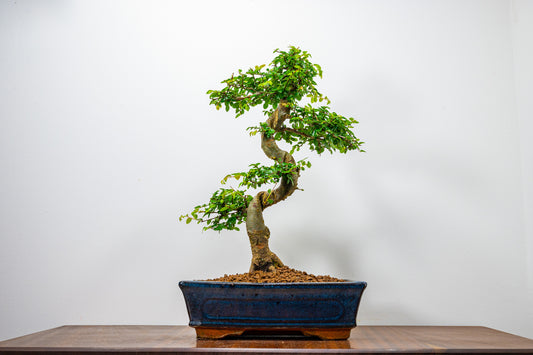 Chinese Elm Bonsai and Care Kit in 25cm Navy Ceramic Pot