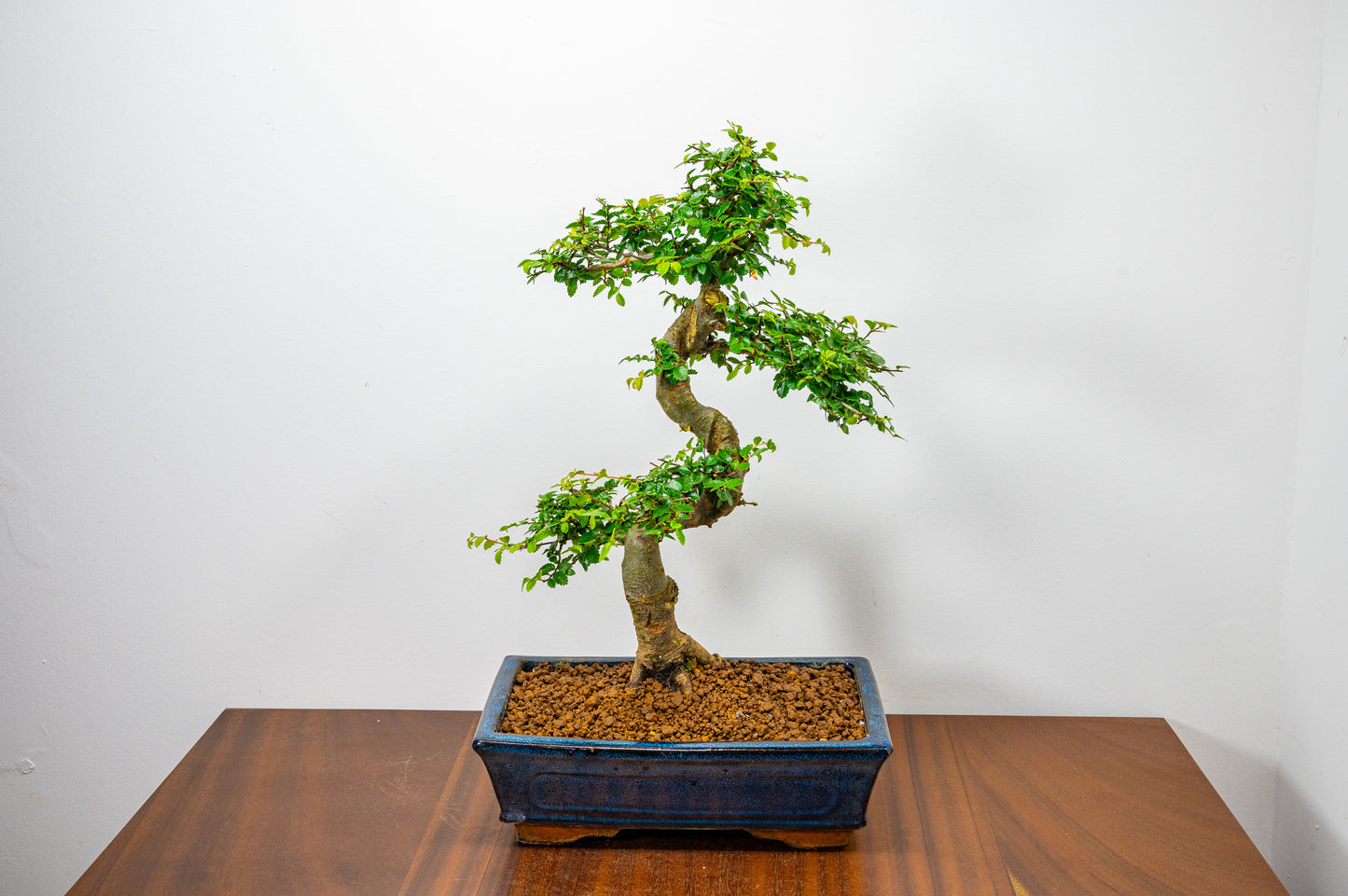 Chinese Elm Bonsai and Care Kit in 25cm Navy Ceramic Pot