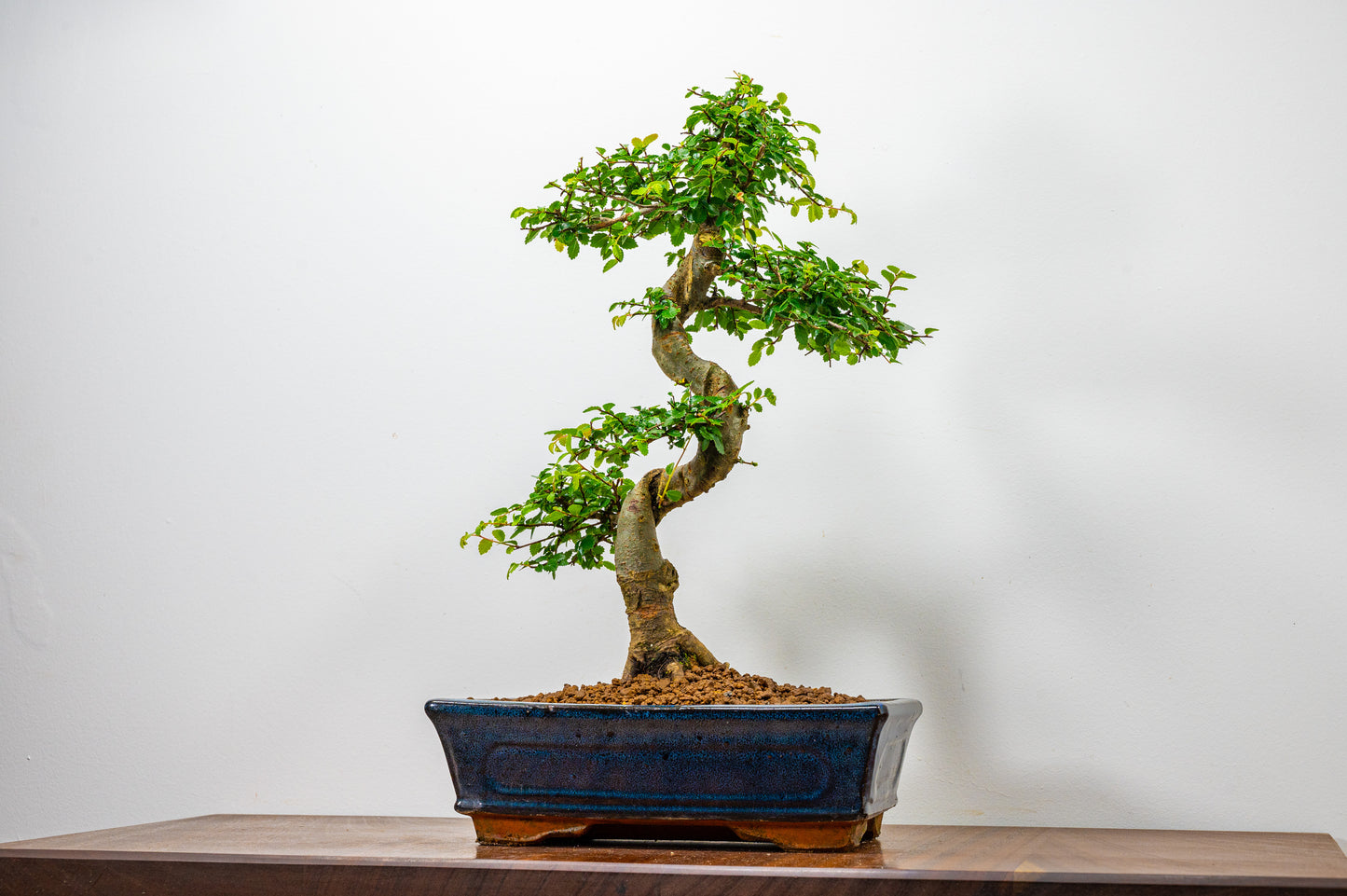 Chinese Elm Bonsai and Care Kit in 25cm Navy Ceramic Pot