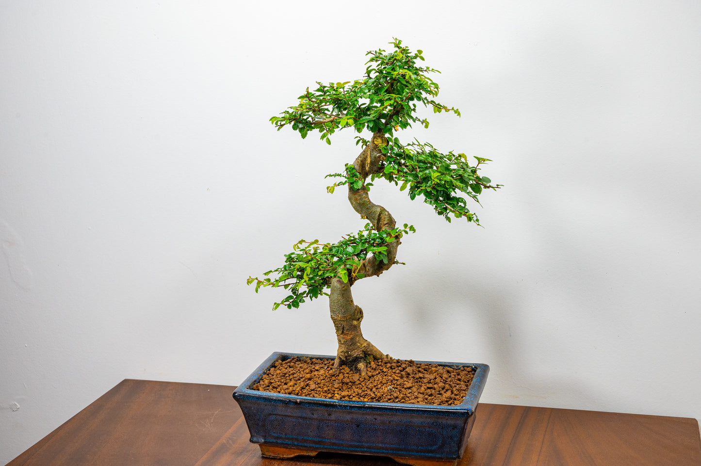 Chinese Elm Bonsai and Care Kit in 25cm Navy Ceramic Pot