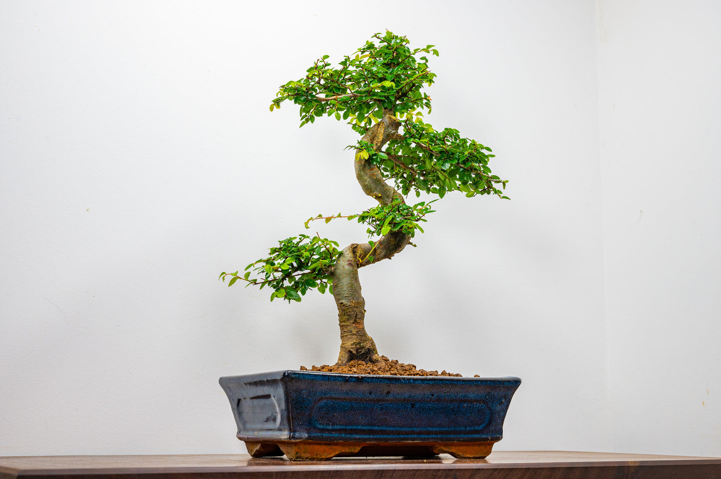 Chinese Elm Bonsai and Care Kit in 25cm Navy Ceramic Pot