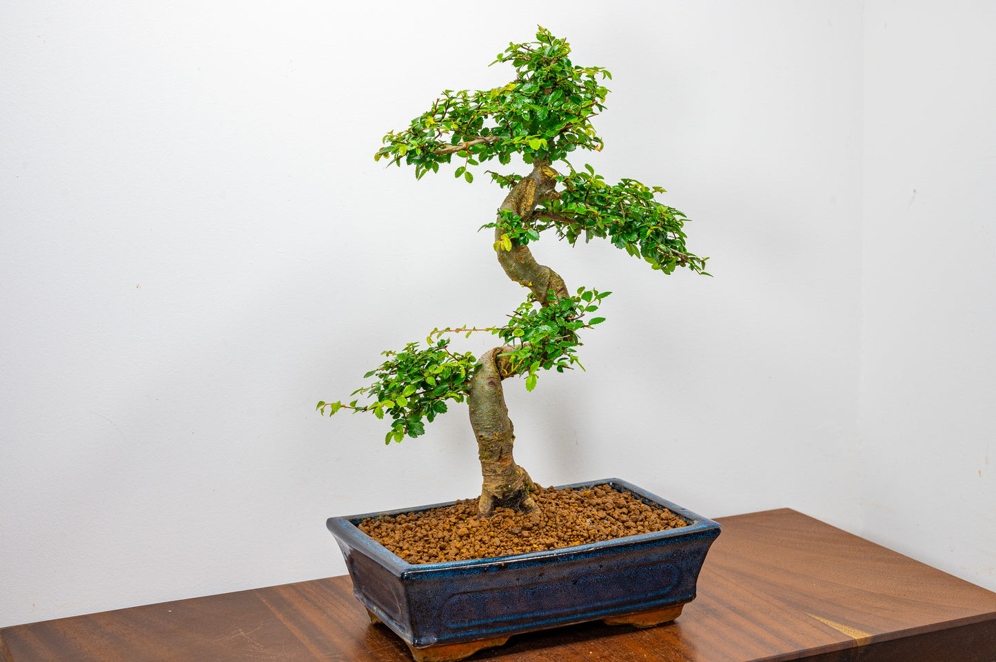 Chinese Elm Bonsai and Care Kit in 25cm Navy Ceramic Pot