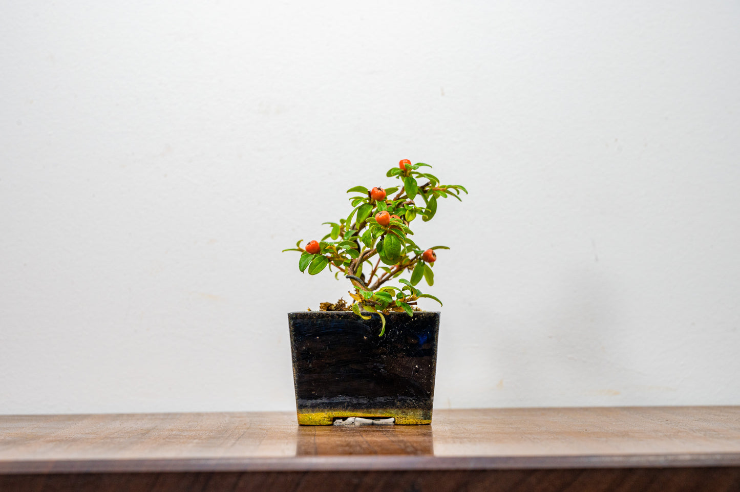 Cotoneaster Bonsai Tree