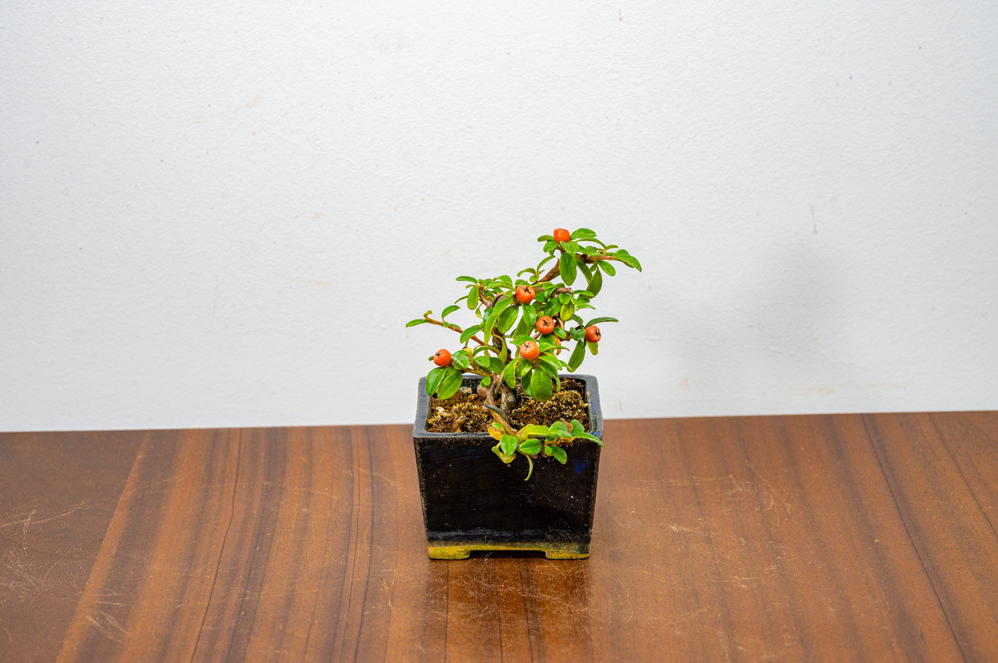 Cotoneaster Bonsai Tree