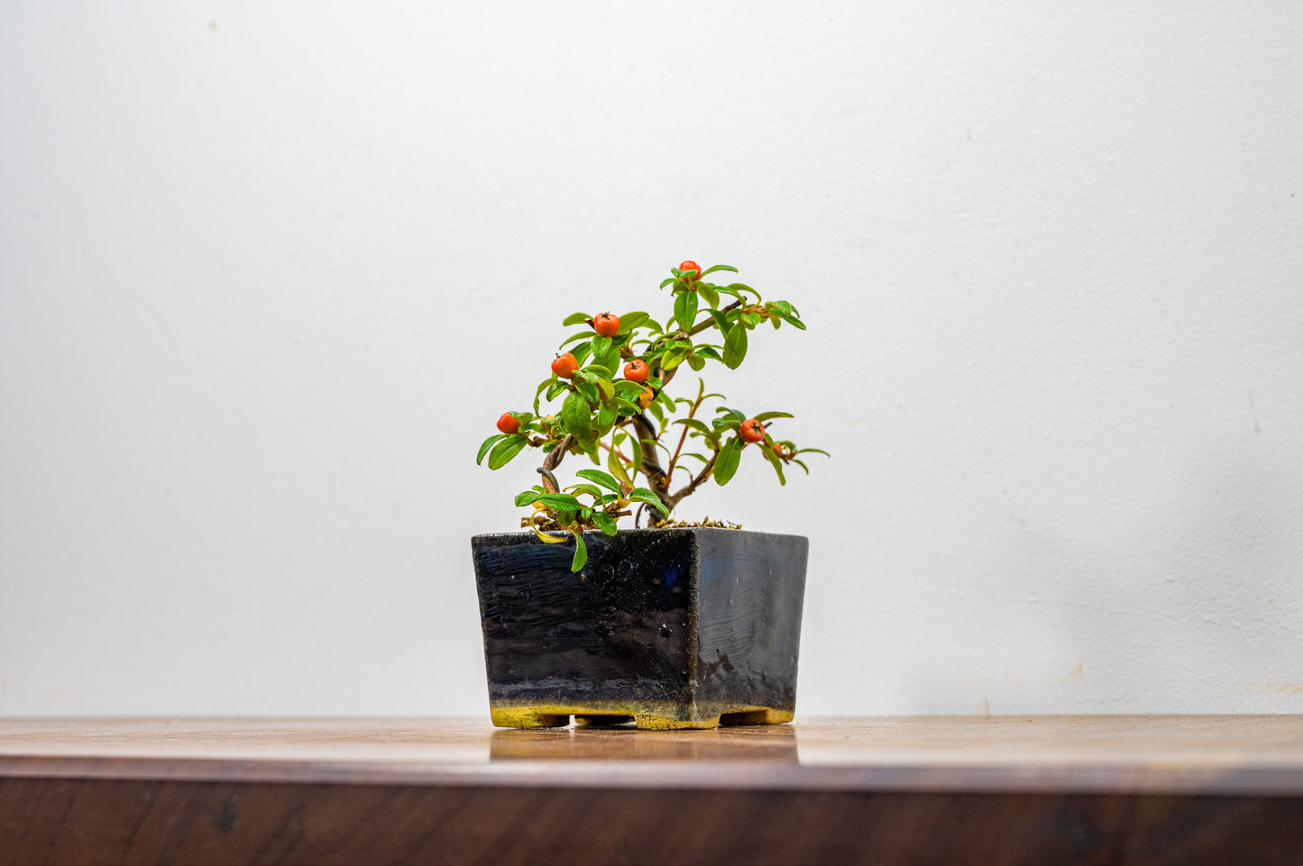 Cotoneaster Bonsai Tree