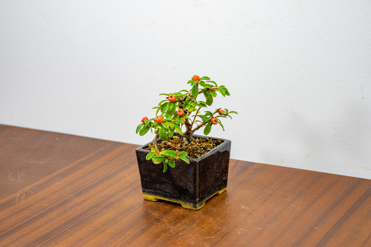 Cotoneaster Bonsai Tree