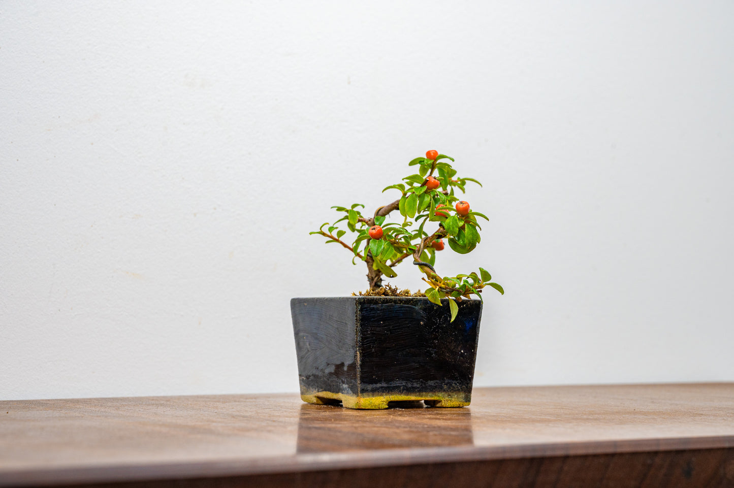 Cotoneaster Bonsai Tree