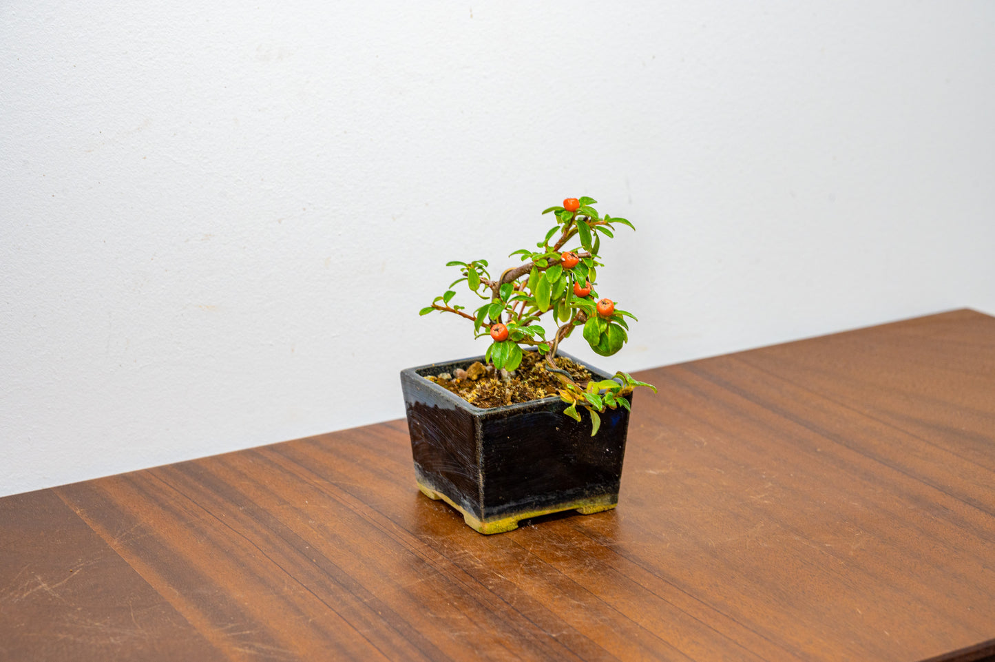 Cotoneaster Bonsai Tree