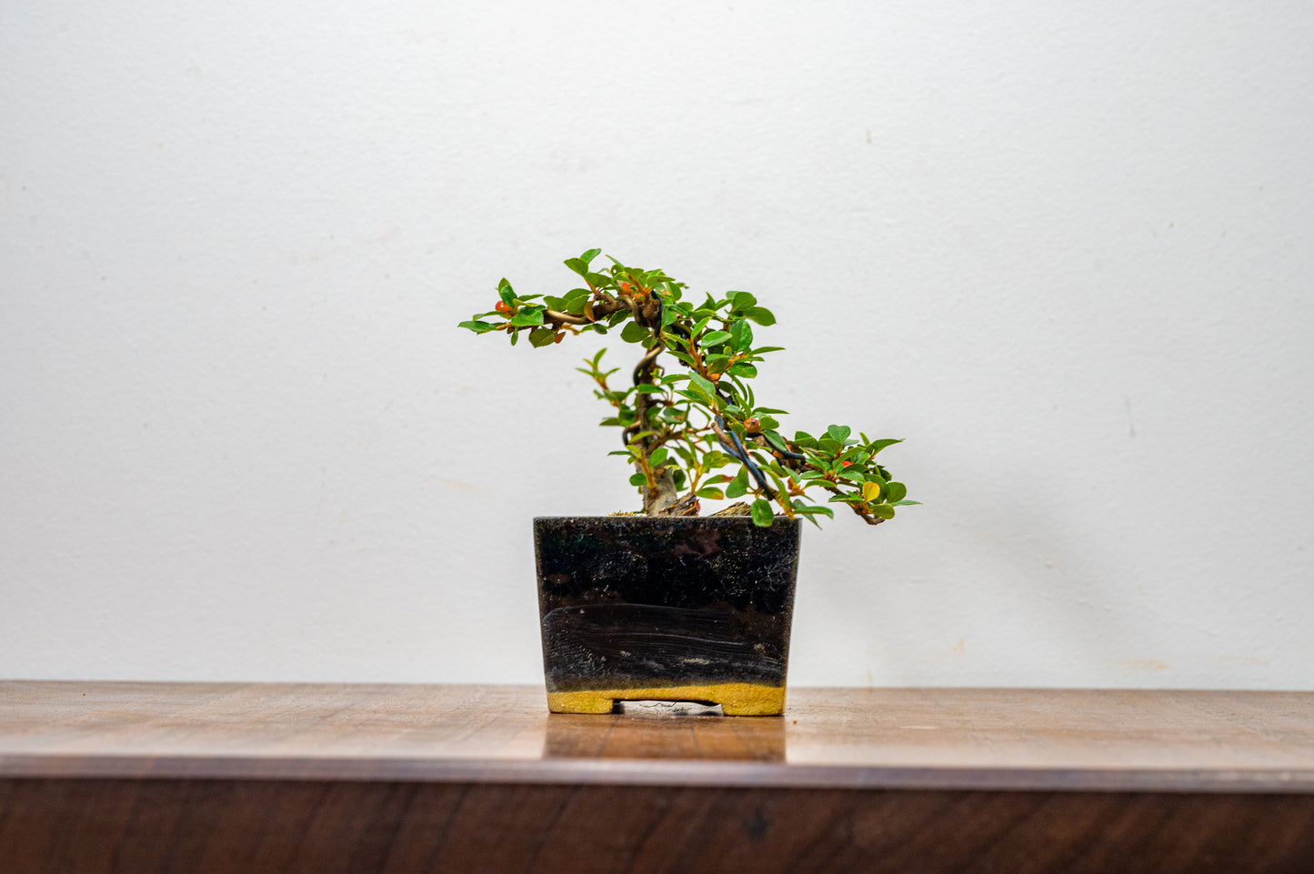 Cotoneaster Bonsai Tree