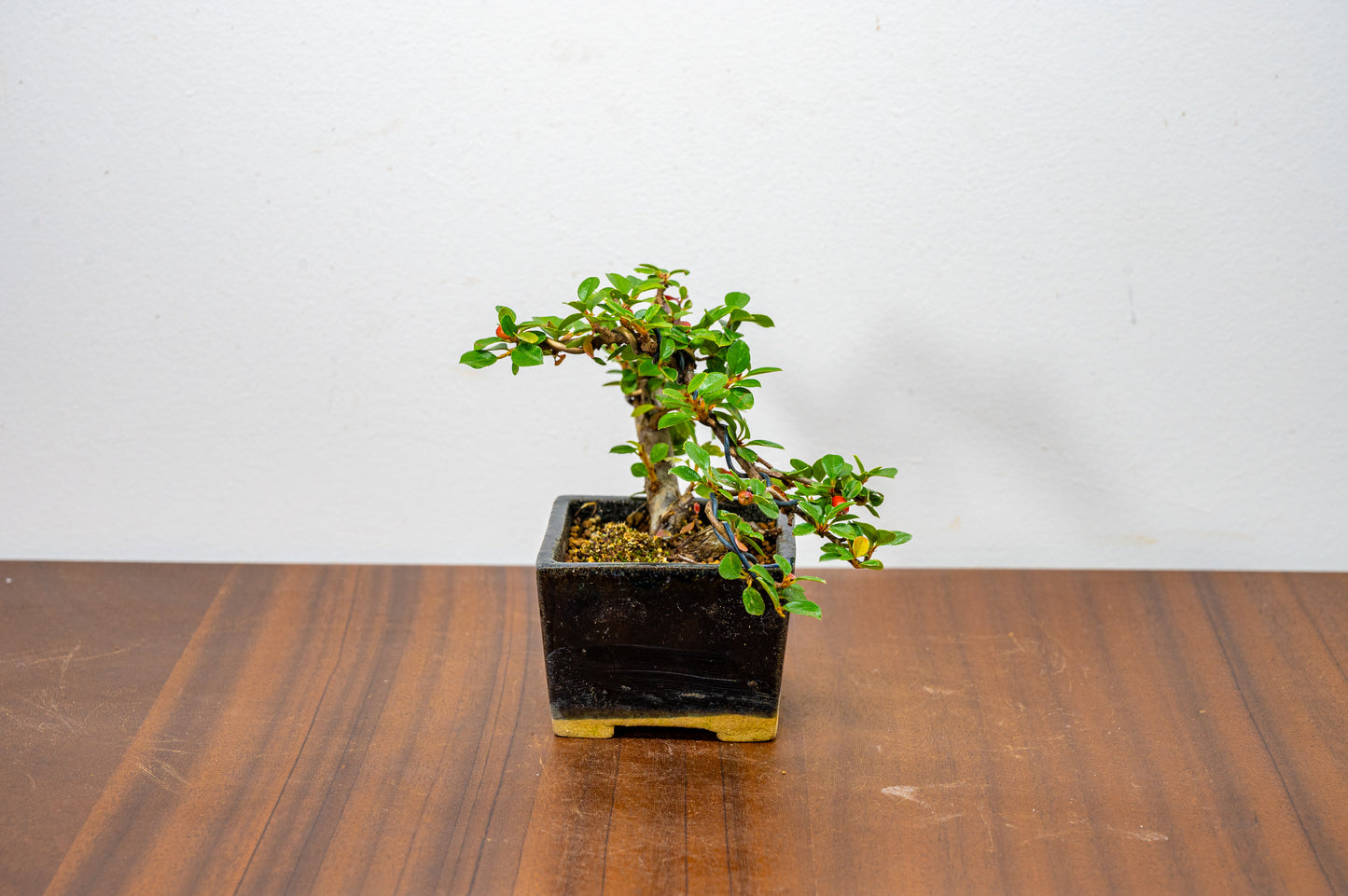 Cotoneaster Bonsai Tree