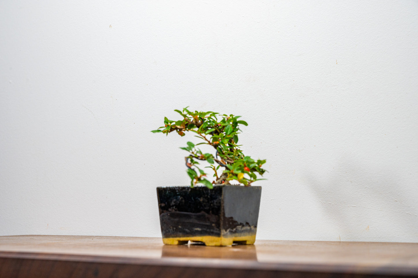 Cotoneaster Bonsai Tree