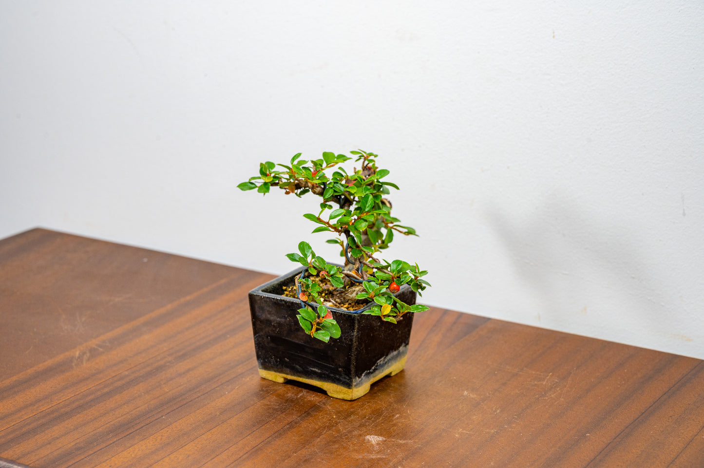 Cotoneaster Bonsai Tree