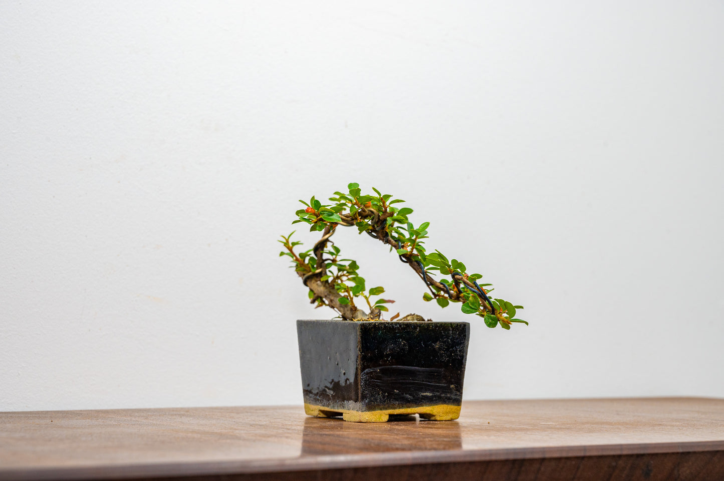 Cotoneaster Bonsai Tree