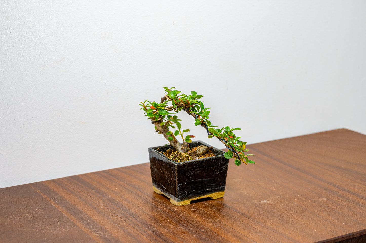 Cotoneaster Bonsai Tree