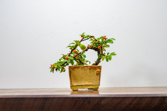 Cotoneaster Bonsai Tree