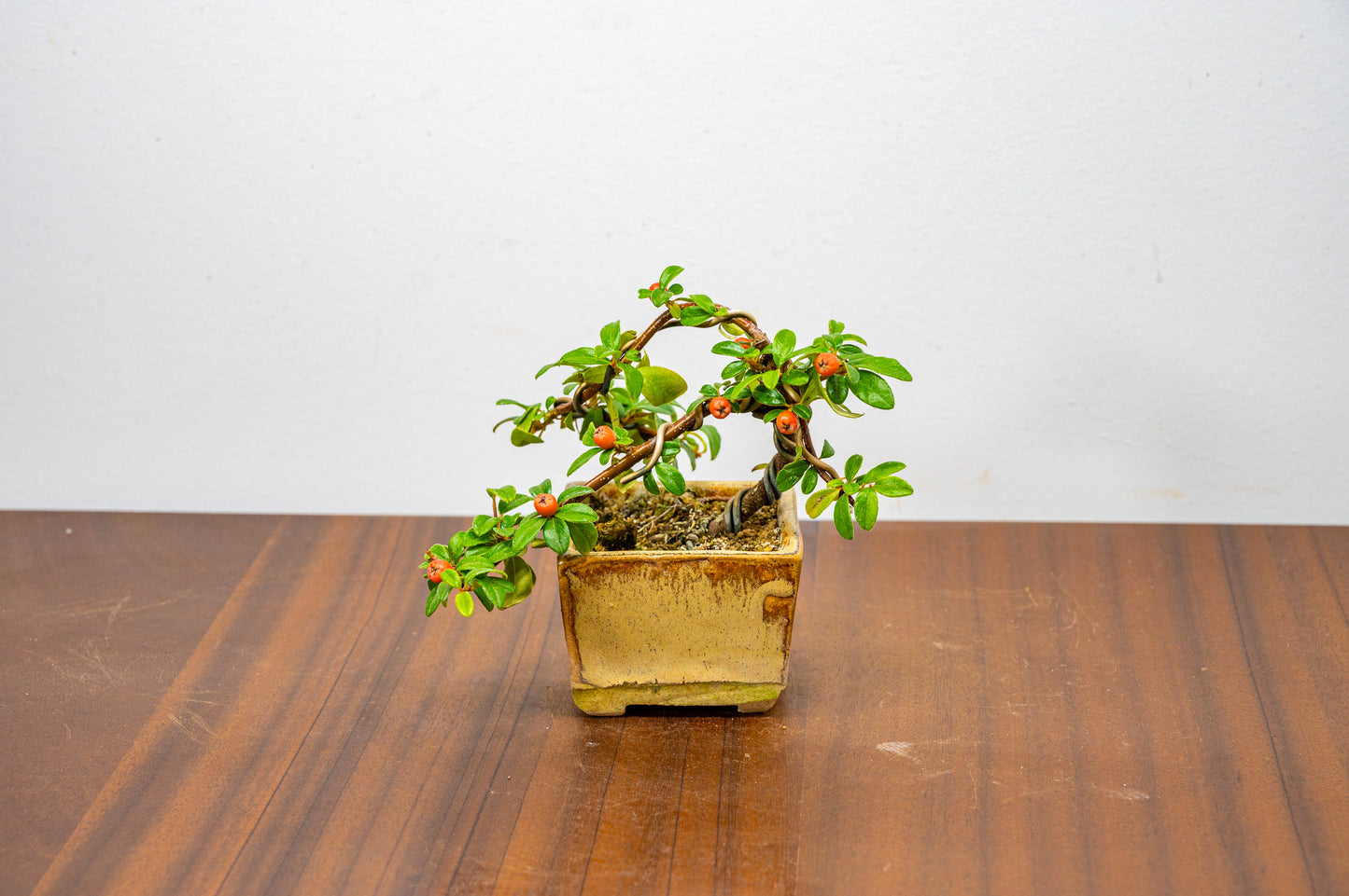 Cotoneaster Bonsai Tree