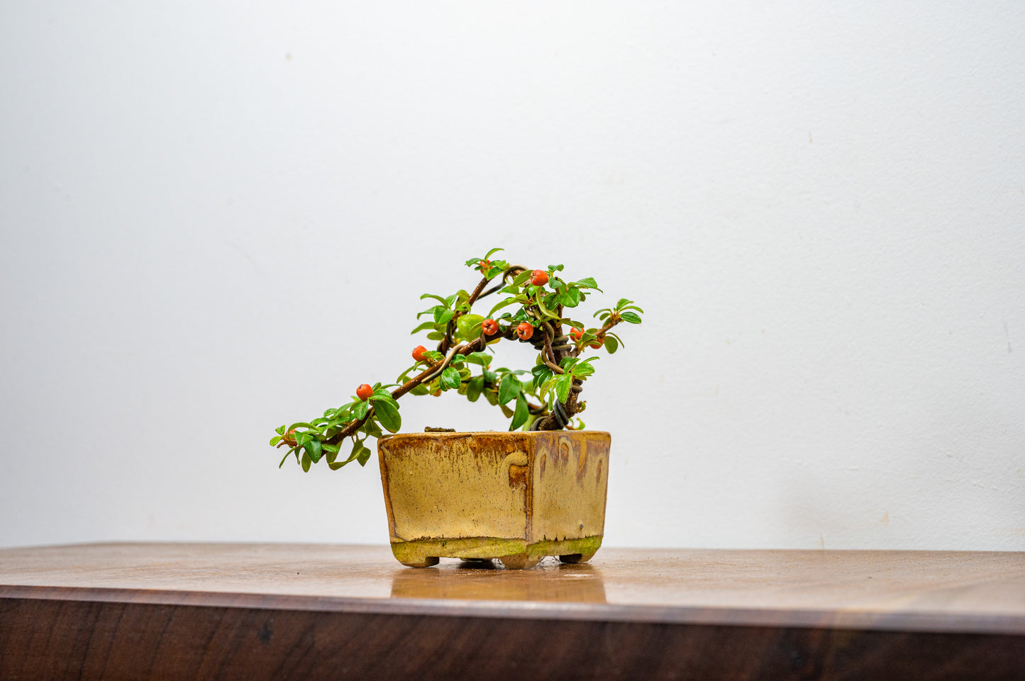 Cotoneaster Bonsai Tree