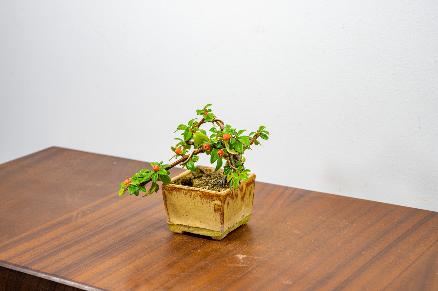 Cotoneaster Bonsai Tree