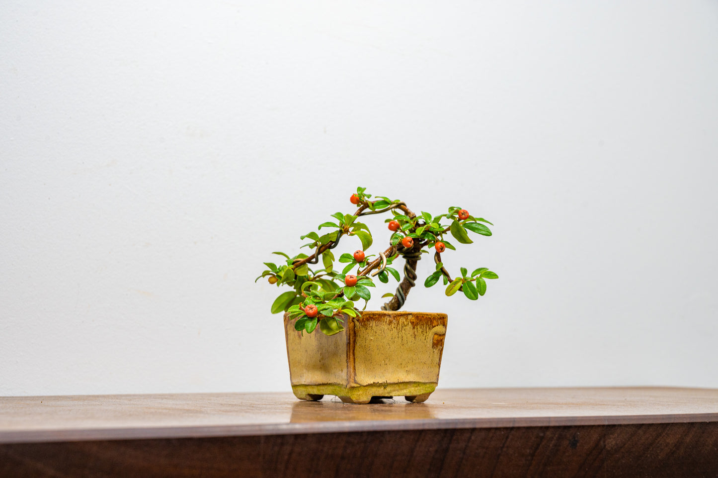 Cotoneaster Bonsai Tree