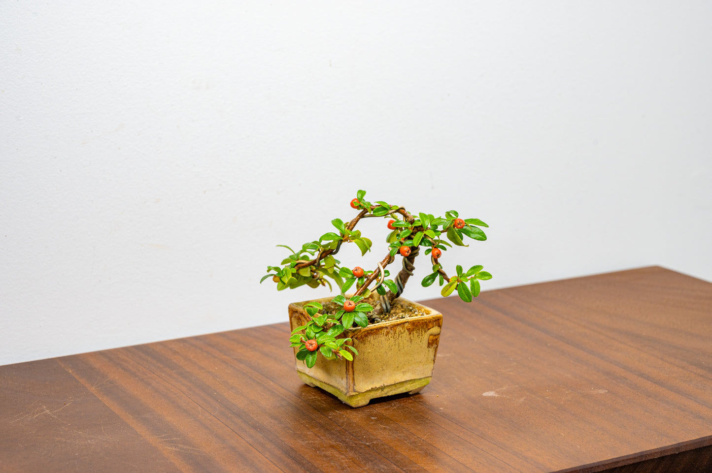 Cotoneaster Bonsai Tree