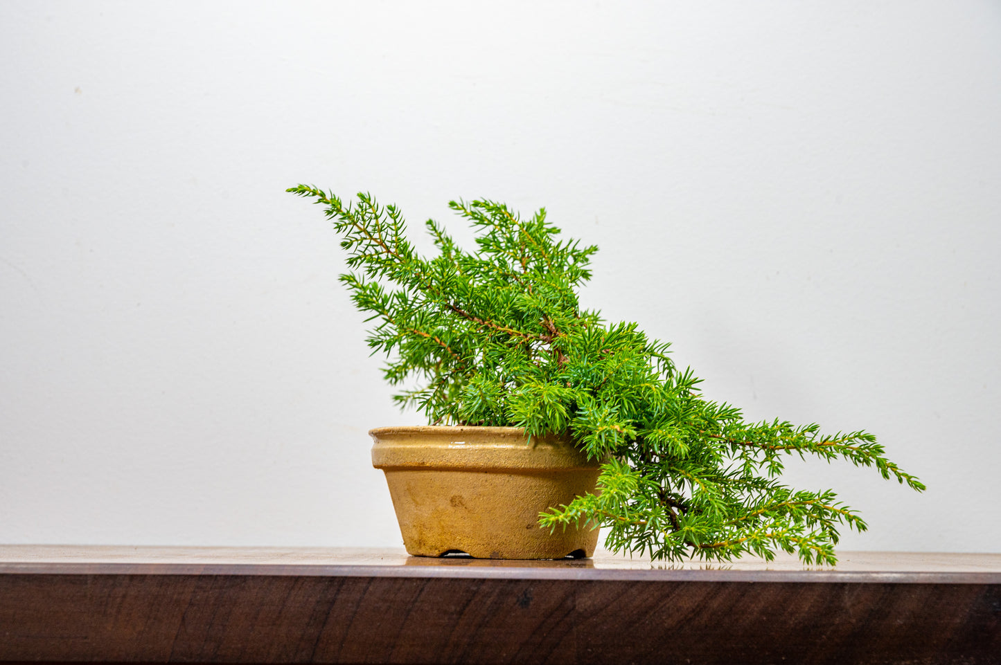 Juniper -Juniperus - Starter Tree