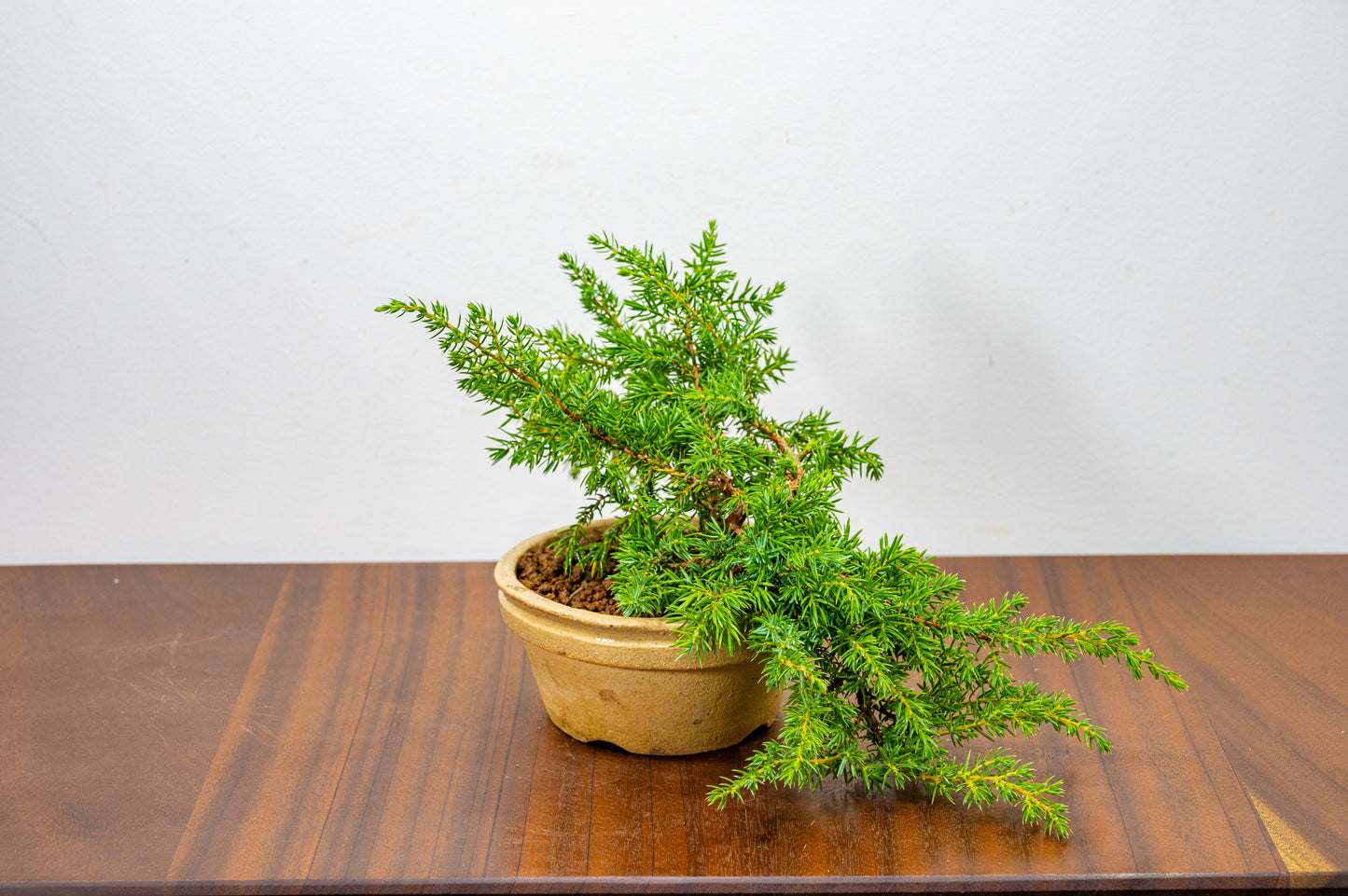 Juniper -Juniperus - Starter Tree