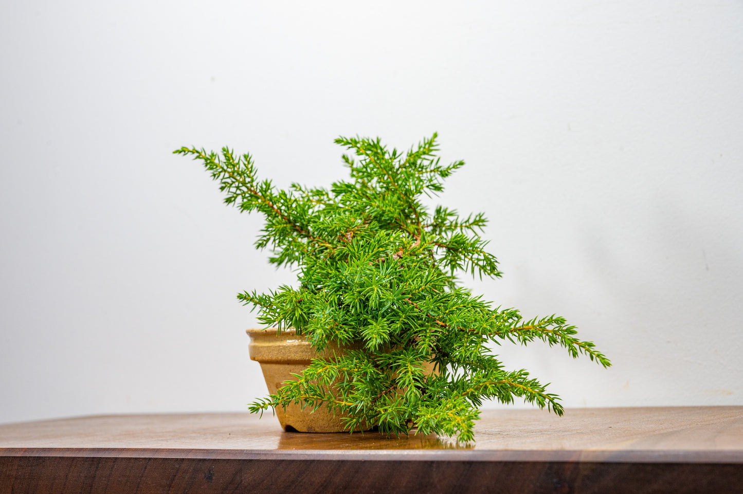 Juniper -Juniperus - Starter Tree