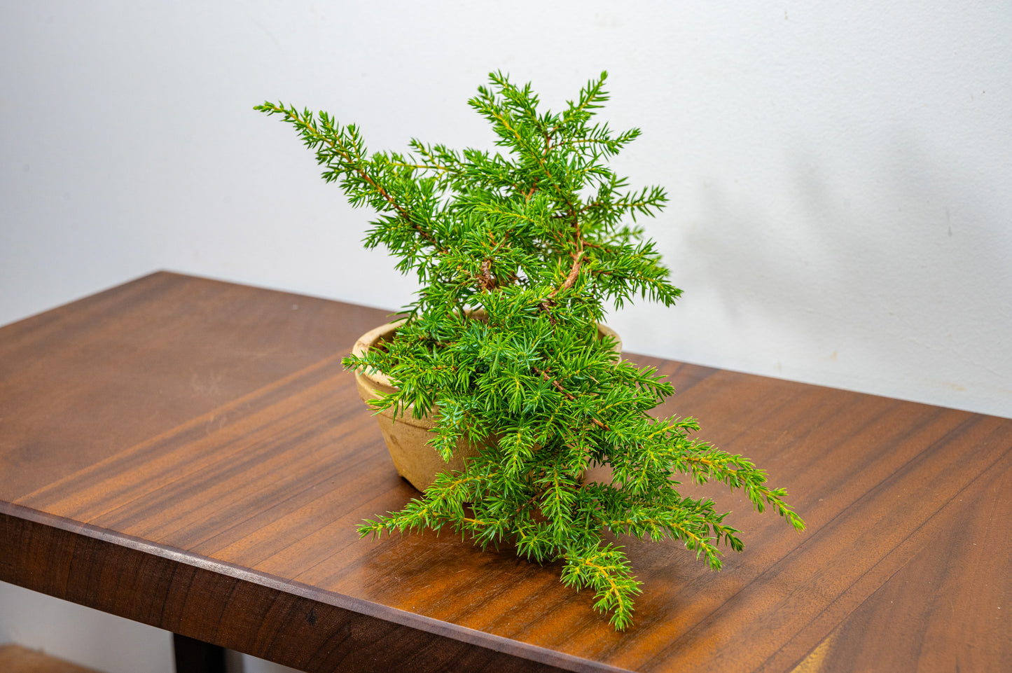 Juniper -Juniperus - Starter Tree