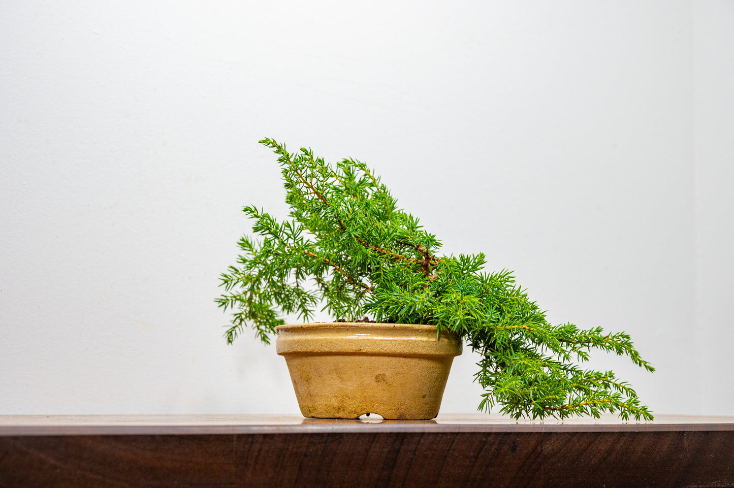 Juniper -Juniperus - Starter Tree