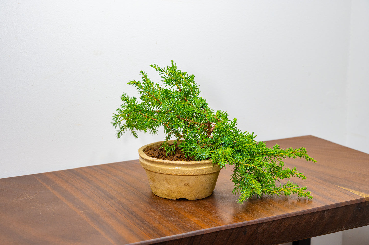 Juniper -Juniperus - Starter Tree