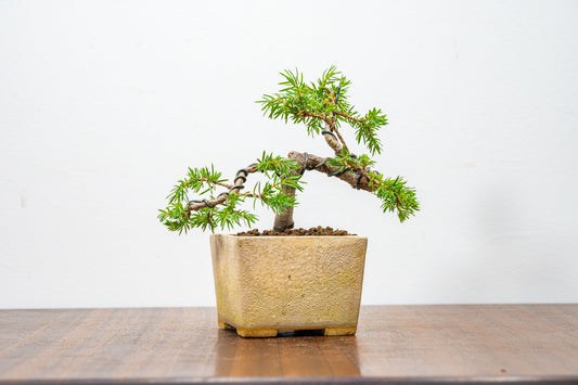 Juniper -Juniperus