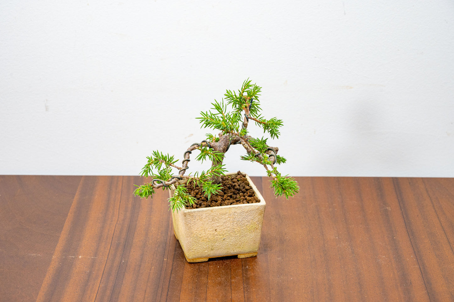 Juniper -Juniperus