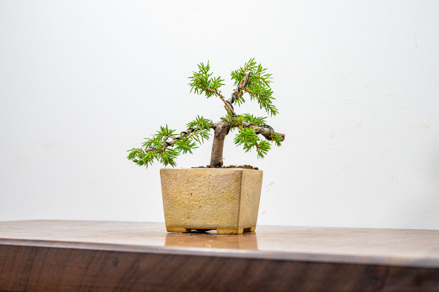 Juniper -Juniperus