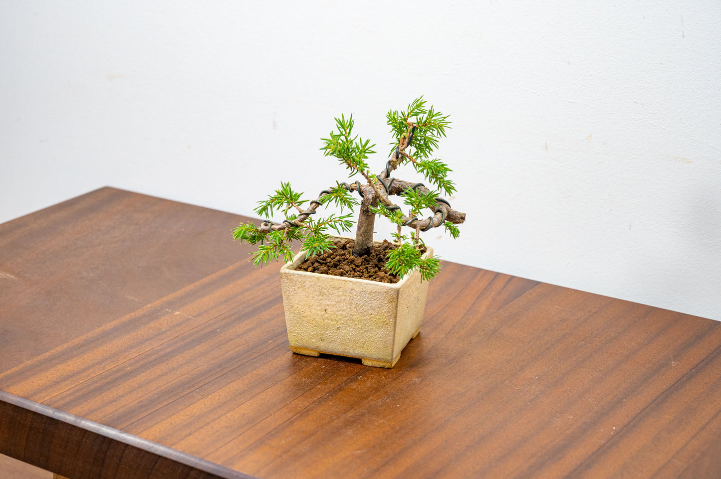 Juniper -Juniperus