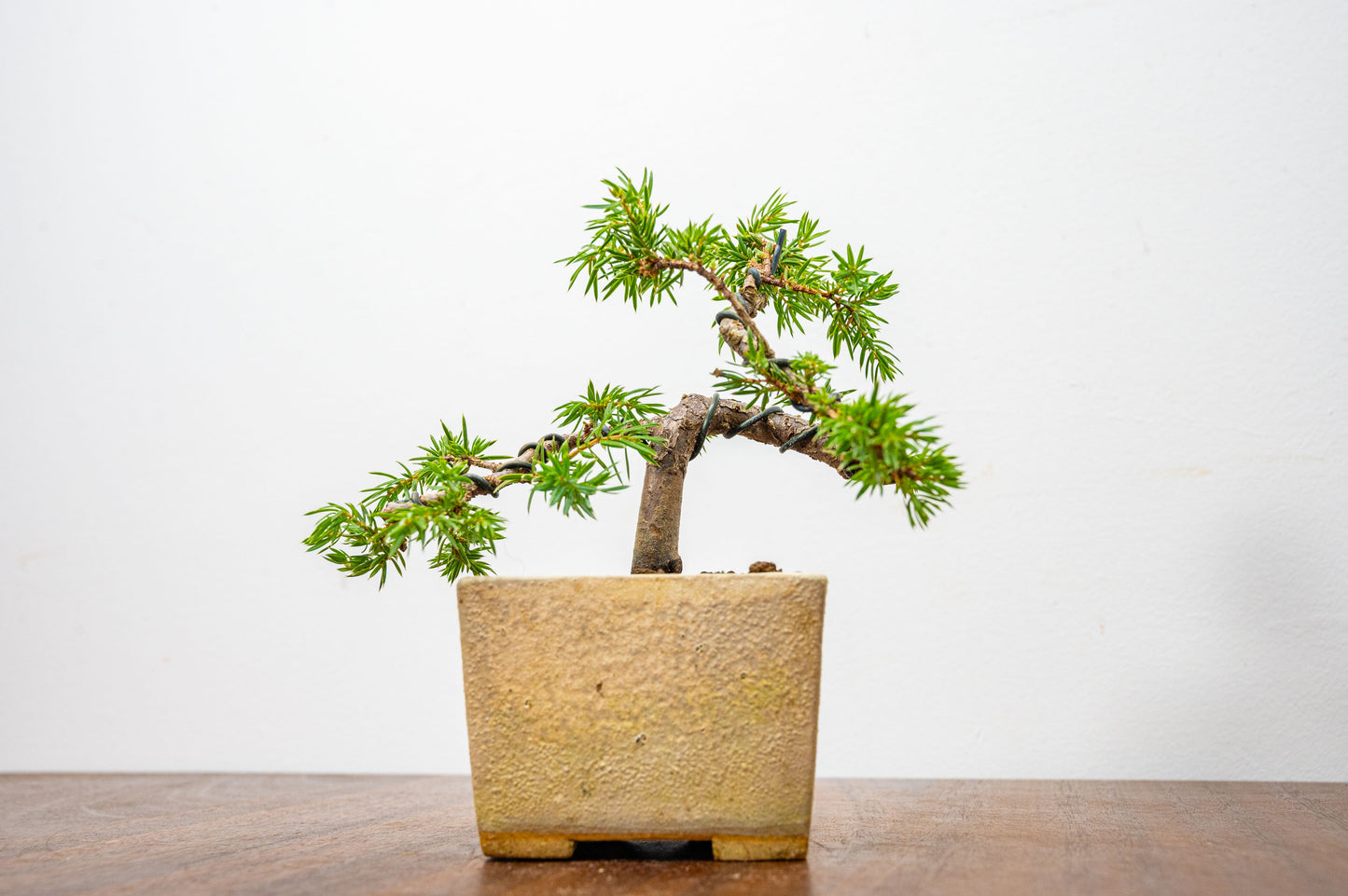 Juniper -Juniperus