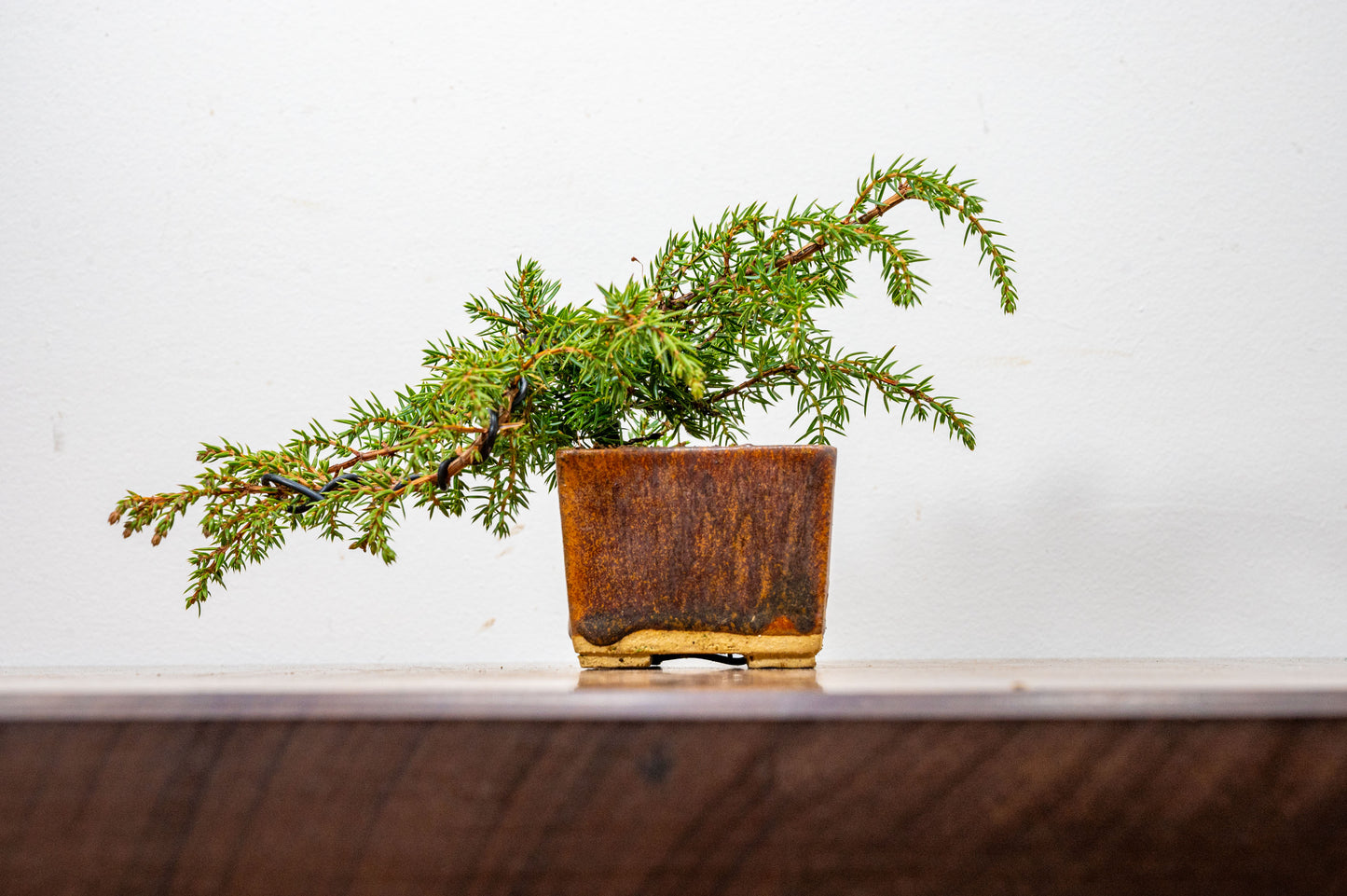 Juniper -Juniperus