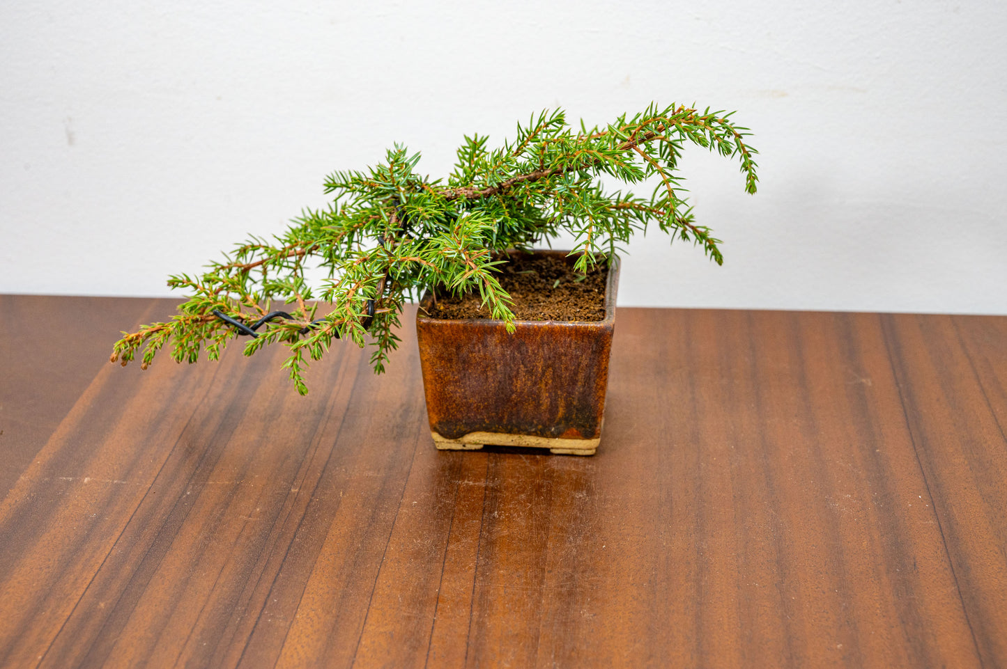 Juniper -Juniperus