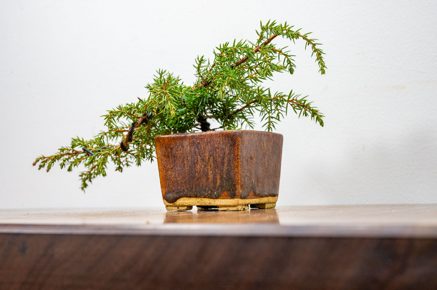 Juniper -Juniperus