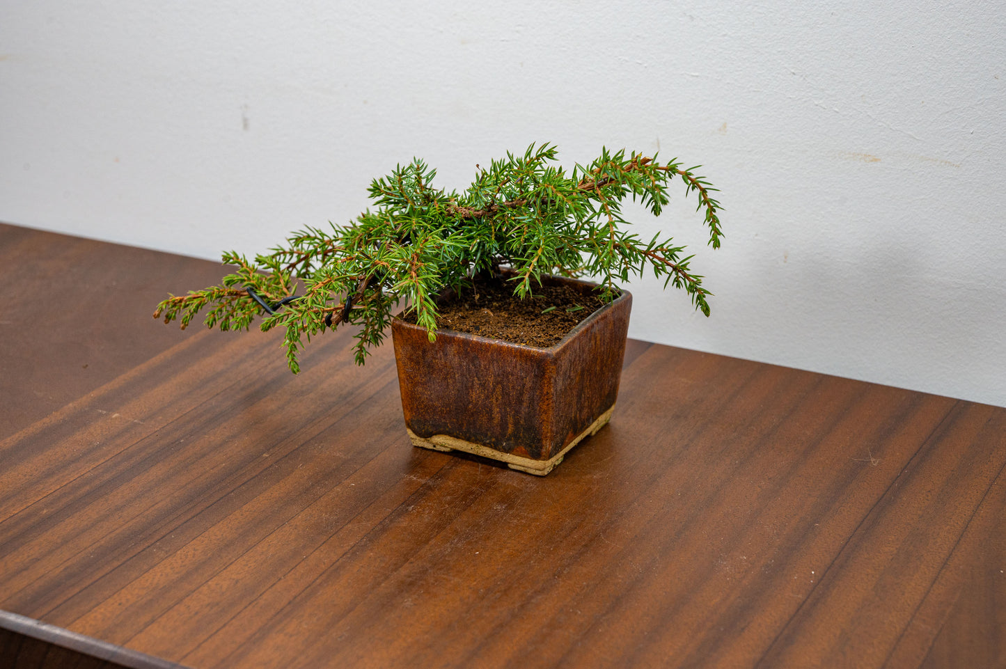 Juniper -Juniperus