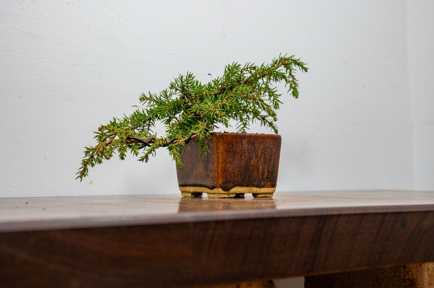 Juniper -Juniperus