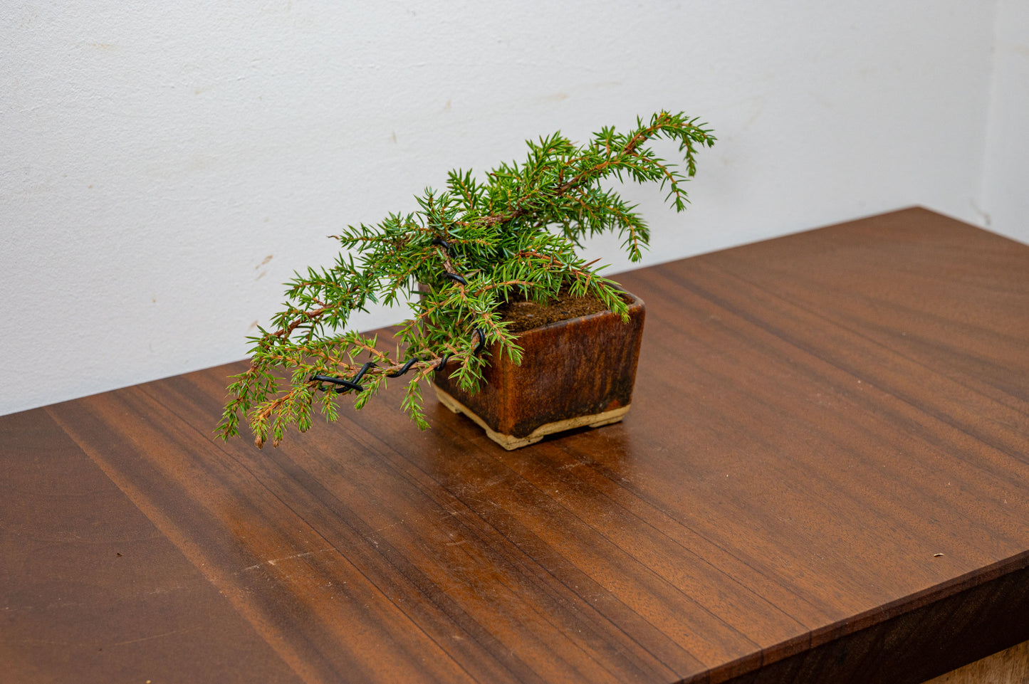 Juniper -Juniperus