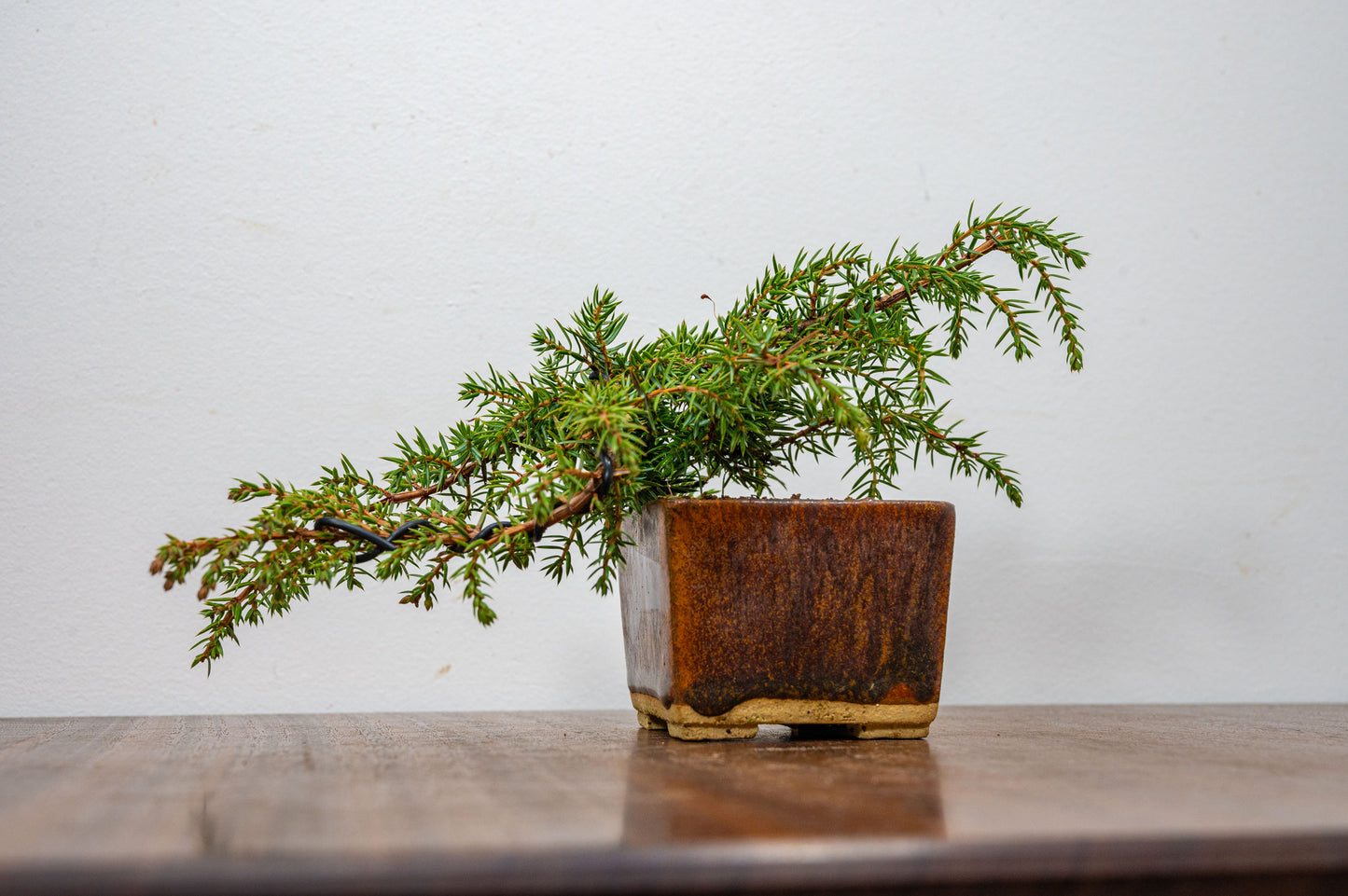 Juniper -Juniperus