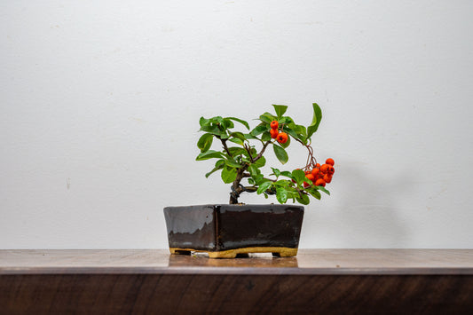 Pyracantha Bonsai Tree