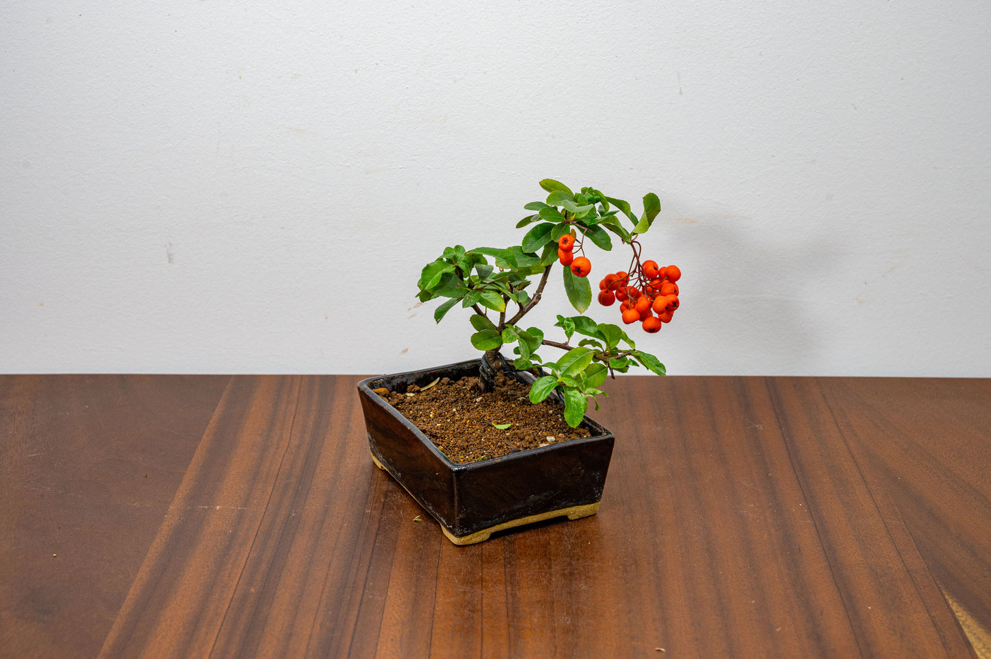 Pyracantha Bonsai Tree