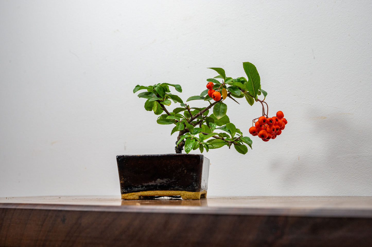 Pyracantha Bonsai Tree