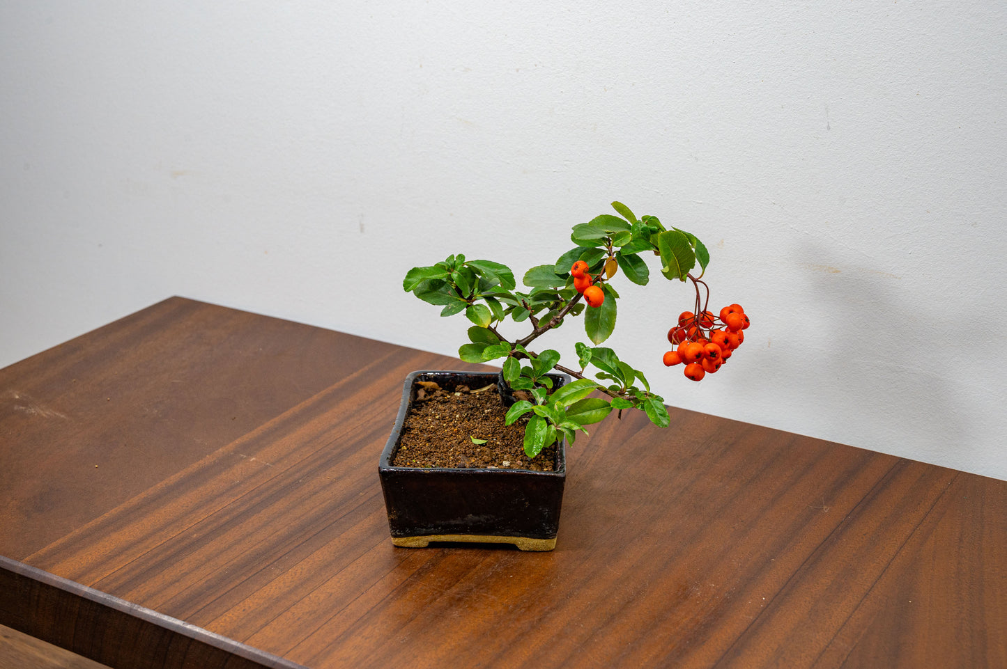 Pyracantha Bonsai Tree